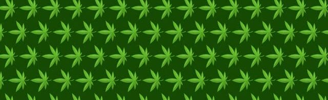 La photo montre une multitude de fleurs de cannabis alignées tel un drapeau